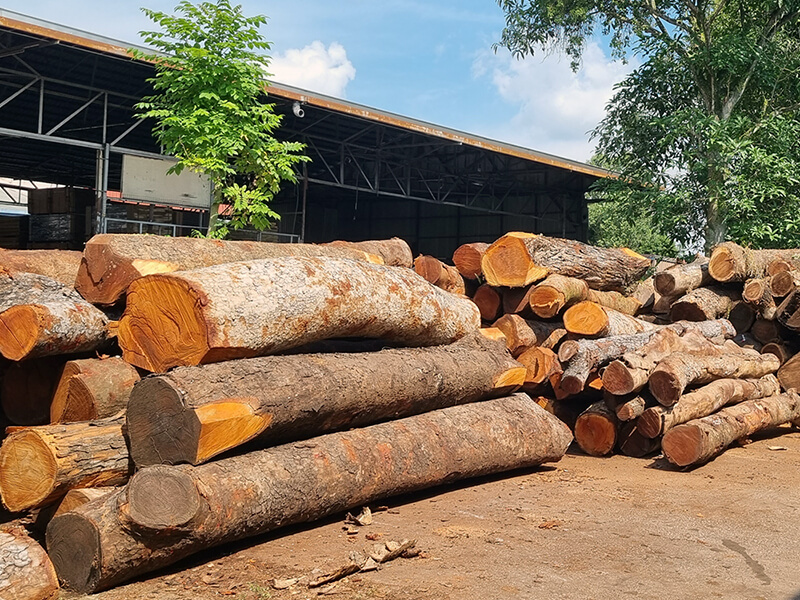 Upcycled wood from urban trees Local wood from felled urban trees | Ander Marketing Singapore